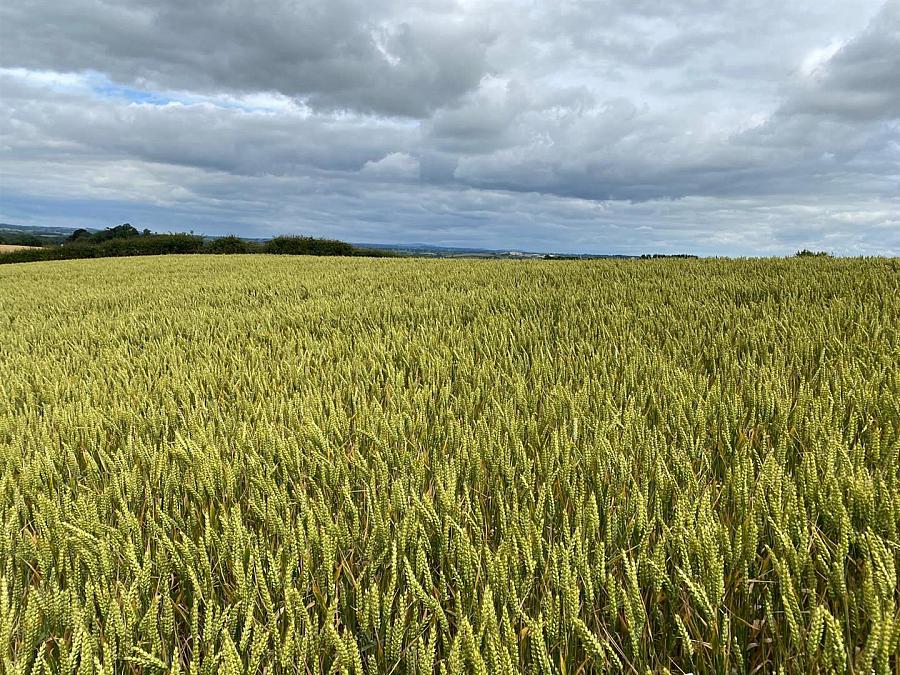 High Quality Arable Lands, Junction Of Ballynoe Road & Old Course Road, downpatrick, BT30 8AJ